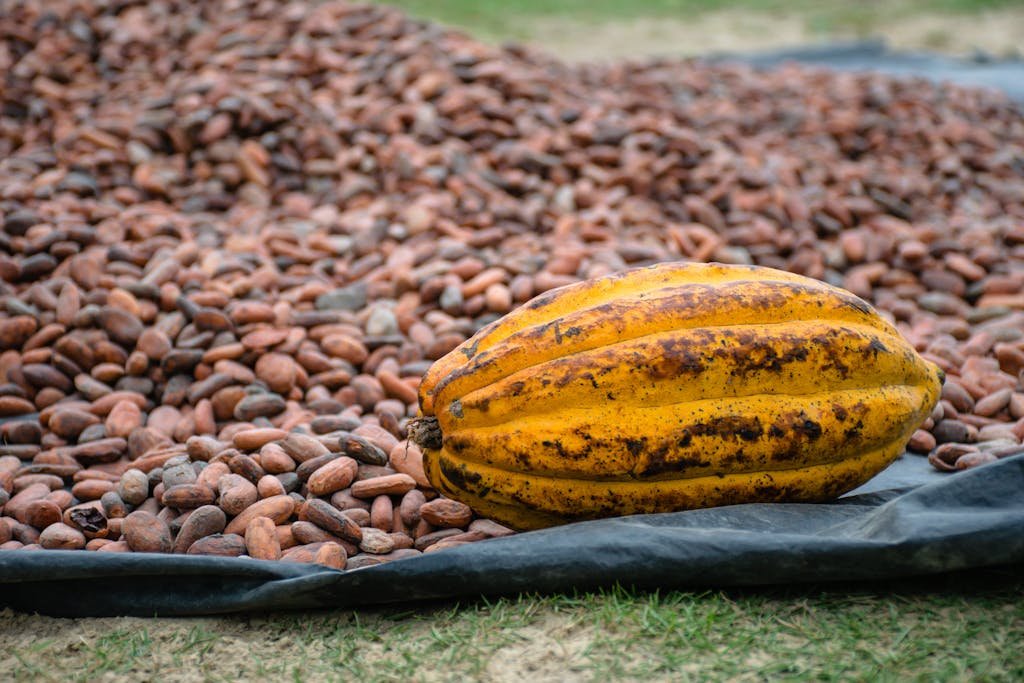 cacao organico