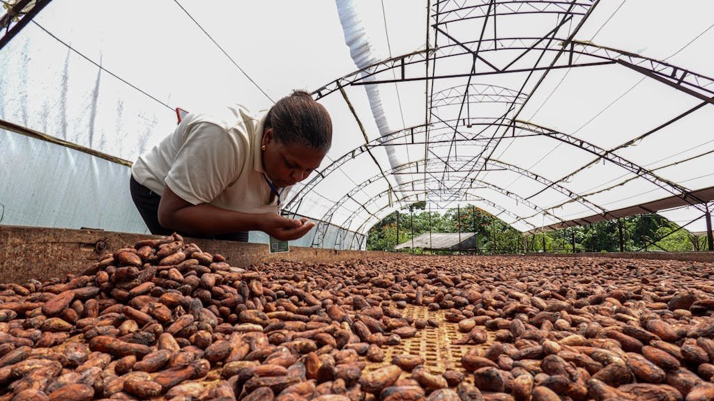 A worker inspects cocoa beans drying in an agricultural greenhouse. Dominican Republic setting.
