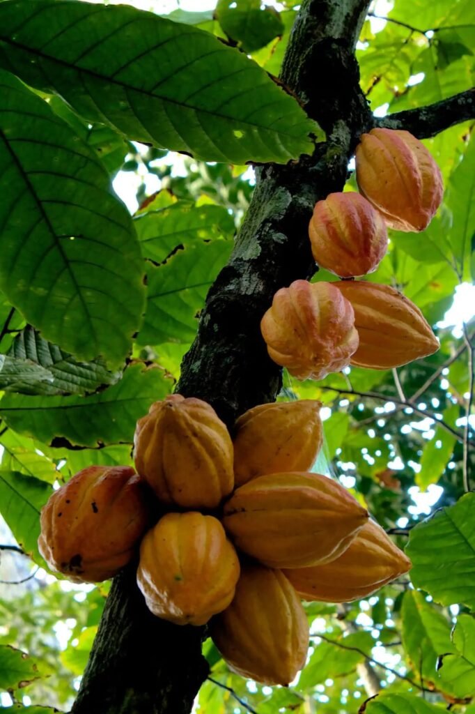 cacao organico