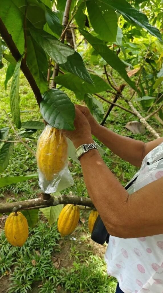 cacao organico 1