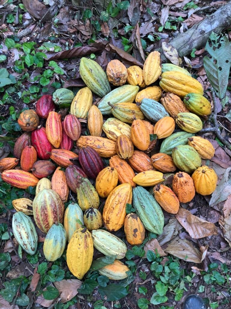 cacao fino de aroma