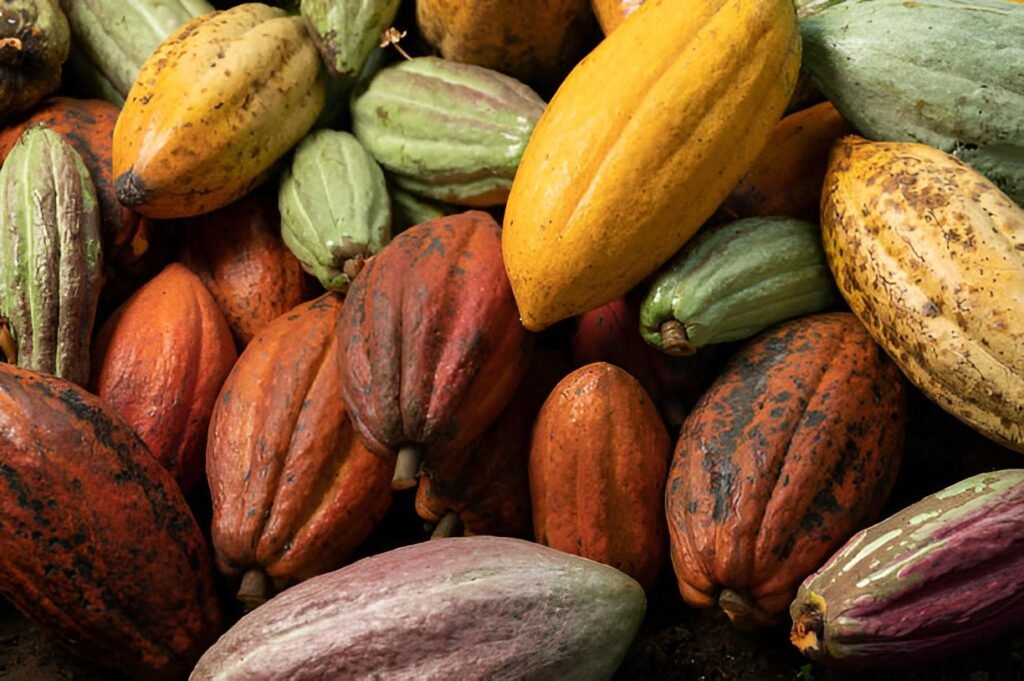 cacao variedad